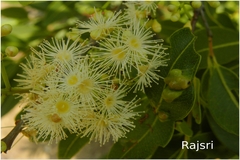 Syzygium heyneanum